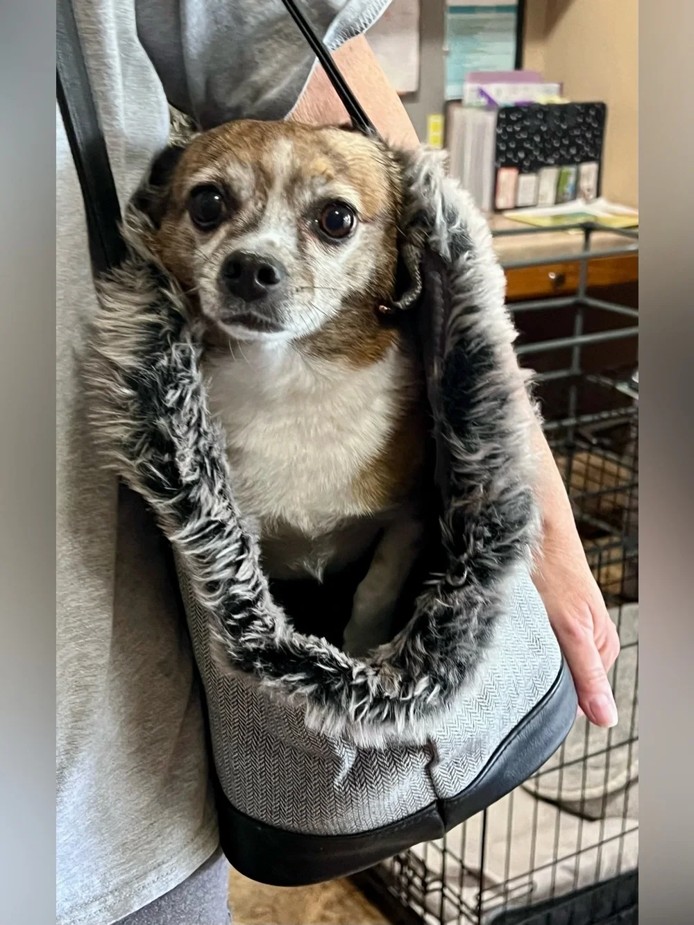NEW WITH TAGS—Modern Luxe Collection Pet Tote Carrier